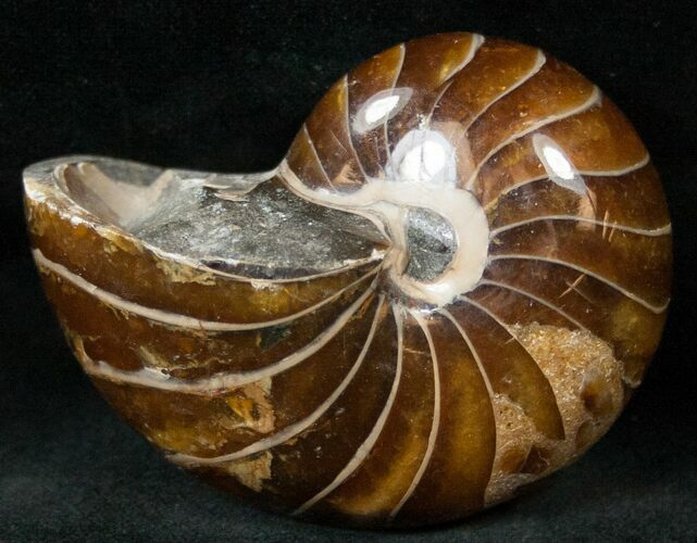 Cretaceous Nautilus Fossil - Madagascar #15030